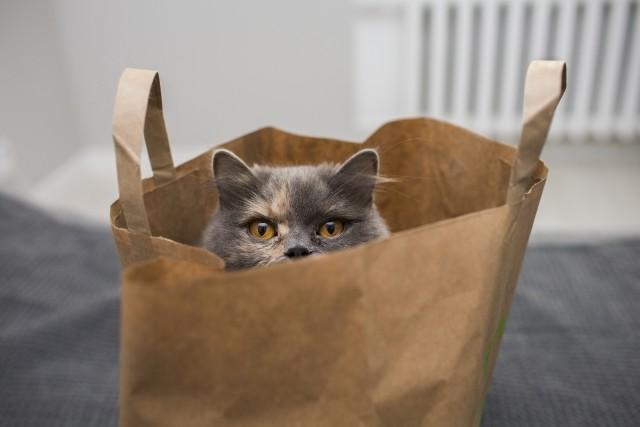 一只猫从牛皮纸袋里往外偷看